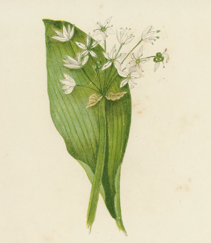 Leveälehtinen valkosipuli eli lunnaat, Allium Ursinum (värilitografia). tekijältä English School