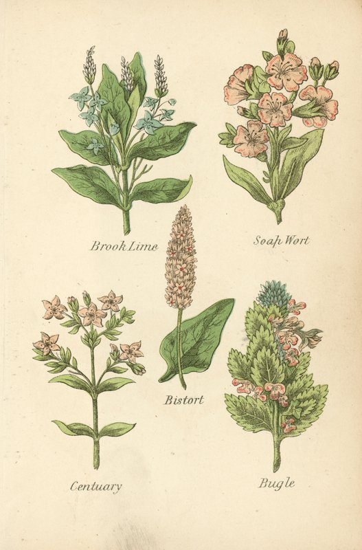 Brook Lime, Soap Wort, Bistort, Centuary, Bugle (värilitografia). tekijältä English School