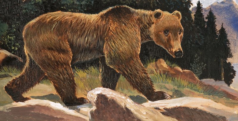 Ruskea karhu (Kodiak Bear) tekijältä English School