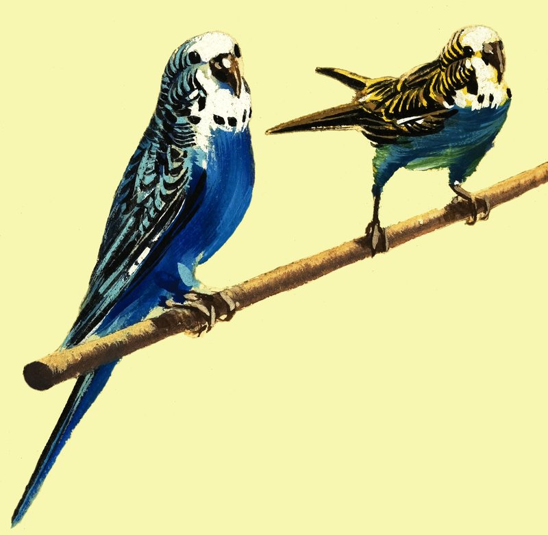 Budgerit tekijältä English School