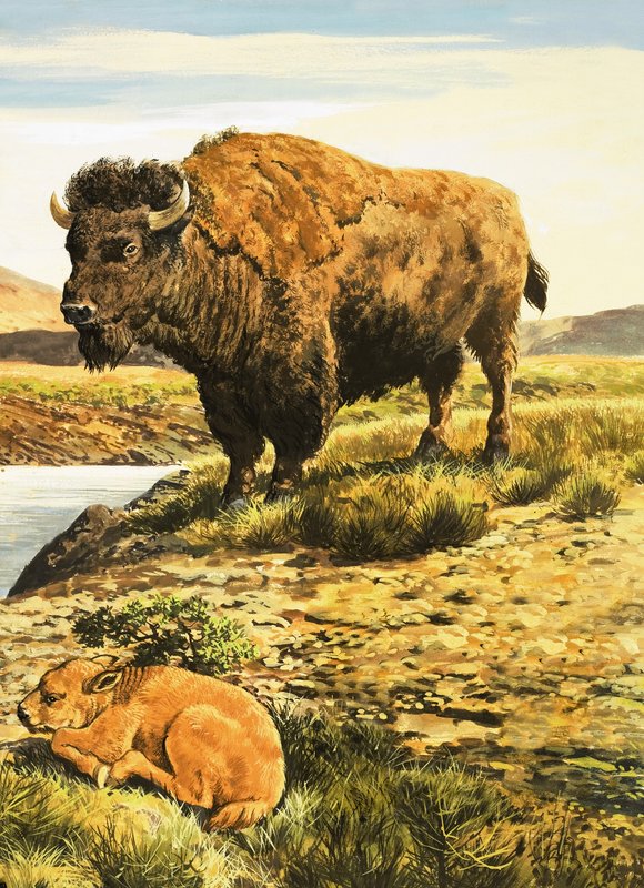 Buffalo tekijältä English School