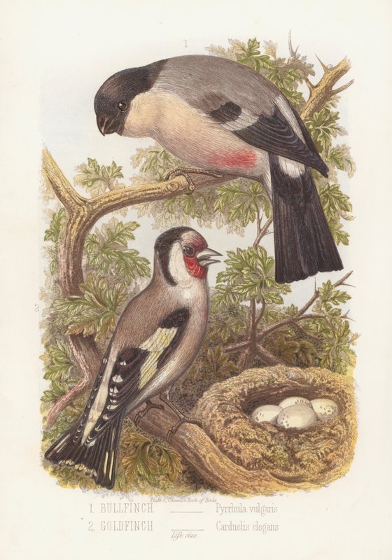 Bullfich, Pyrrhula Vulgaris ja Goldfinch, Carduelis Elegans (väri litho) tekijältä English School
