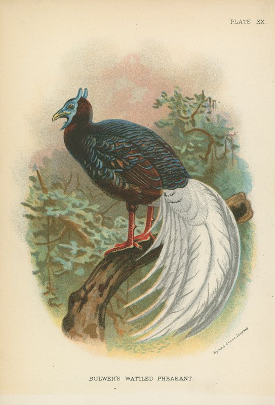 Bulwerin wattled-fasaani tekijältä English School