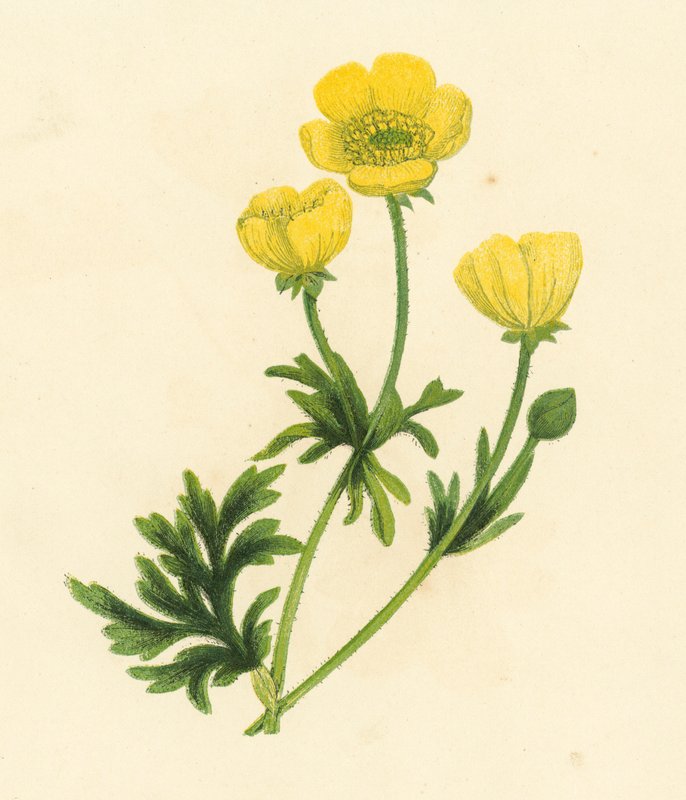 Buttercup, Ranunculus Bulbosus (väri litho) tekijältä English School