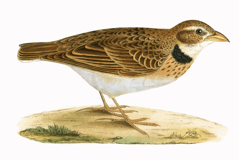Calandra Lark, kuvitus Charles Robert Breen (1811-86) teoksesta "A History of the Birds of the Birds of the British Islands", julkaistu 1867 tekijältä English School