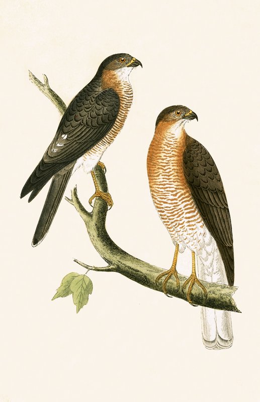 Calcutta Sparrow Hawk, kuva Charles Robert Breen (1811-86) teoksesta "A History of the Birds of Europe Not Observed in the British Isles", julkaistu 1867. tekijältä English School