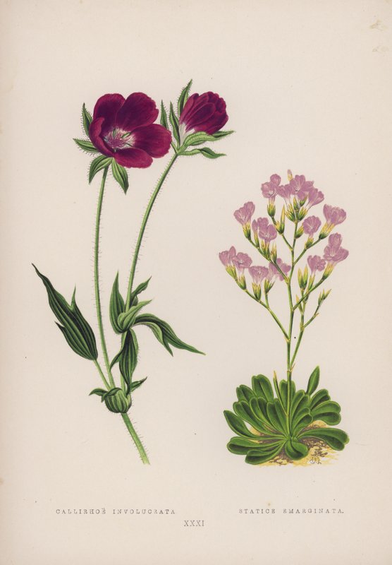 Callirhoe Involucrata; Statice Emarginata (väri litho) tekijältä English School