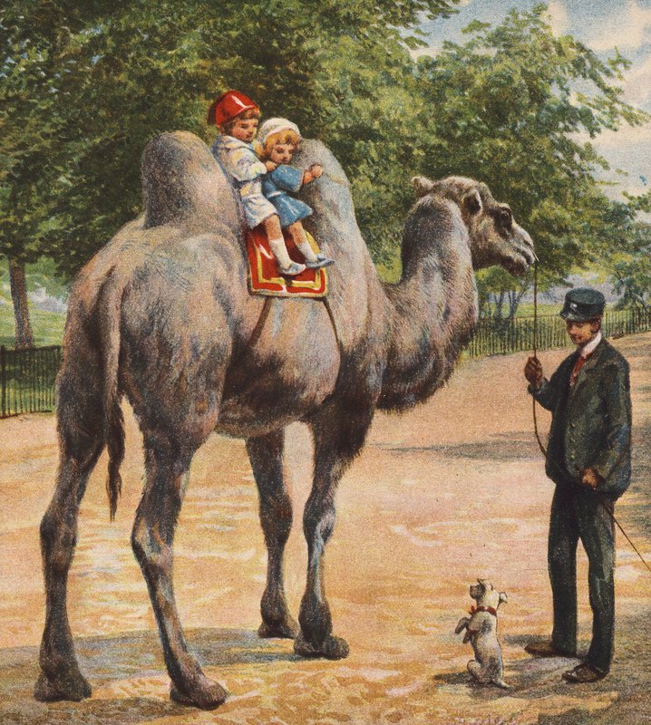 Camel (värillinen litografia) tekijältä English School