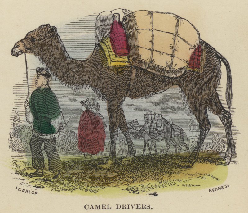 Camel Drivers (värillinen kaiverrus) tekijältä English School