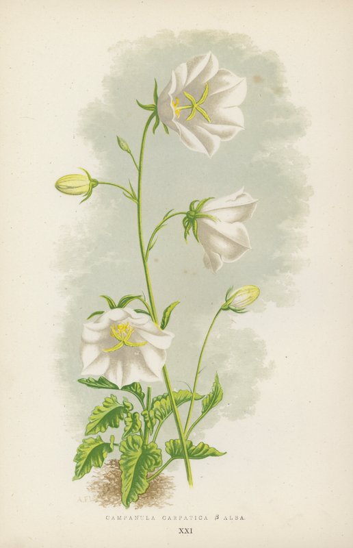 Campanula Carpatica B Alba (väri litho) tekijältä English School
