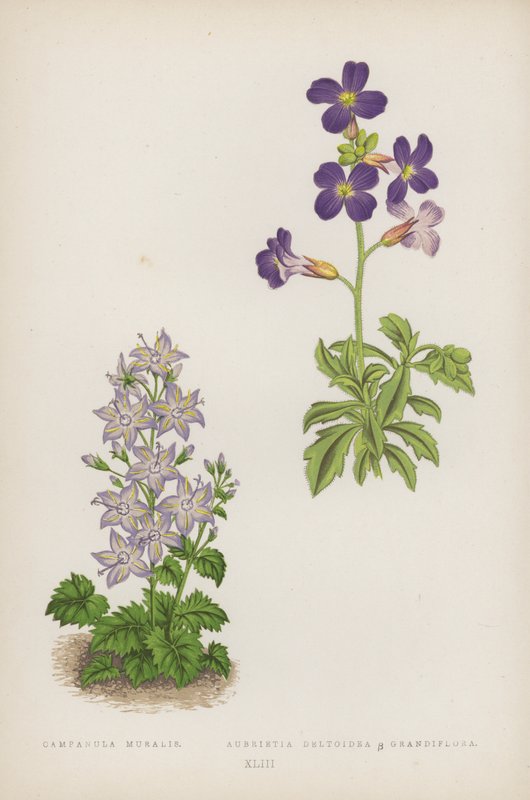 Campanula Muralis; Aubrietia Deltoidea B Grandiflora (väri litho) tekijältä English School
