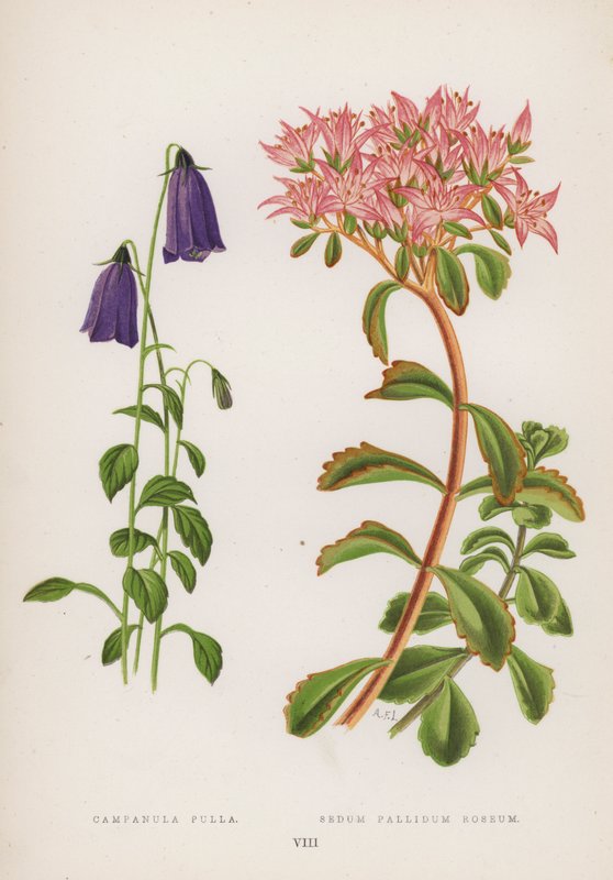 Bell Kana; Sedum Pallidum Roseum (väri litho) tekijältä English School