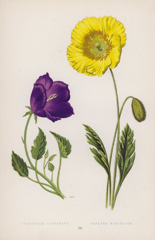 Campanula Turbinata; Poppy Nudicaule (väri litho) tekijältä English School