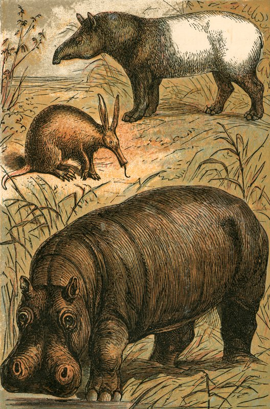 Cape Anteater, malaijitapiiri ja virtahepo tekijältä English School