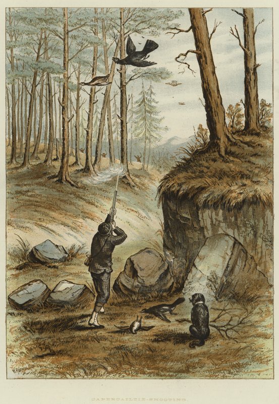 Capercailzie-ammunta (chromolitho) tekijältä English School
