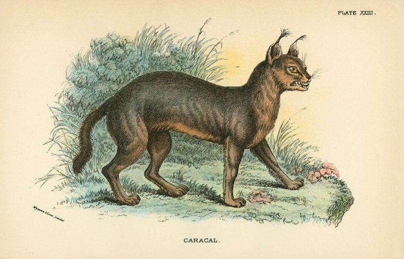 Caracal tekijältä English School