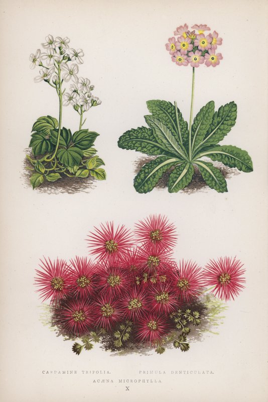Cardamine Trifolia; Primula Denticulata; Acaena Microphylla (väri lit.) tekijältä English School