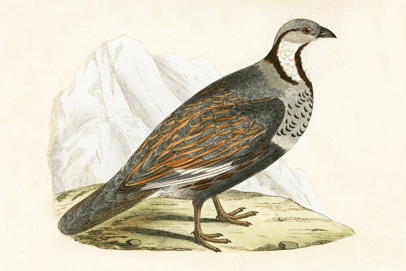 Kaukasian lumipartridge, kuvitus Charles Robert Breen (1811-86) teoksesta "Euroopan lintujen historia, joita ei havaittu Brittein saarilla", julkaistu 1867 tekijältä English School