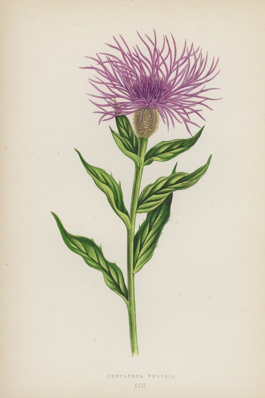 Centaurea Phrygia (värilitografia) tekijältä English School