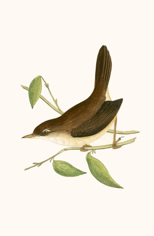 Cetti
