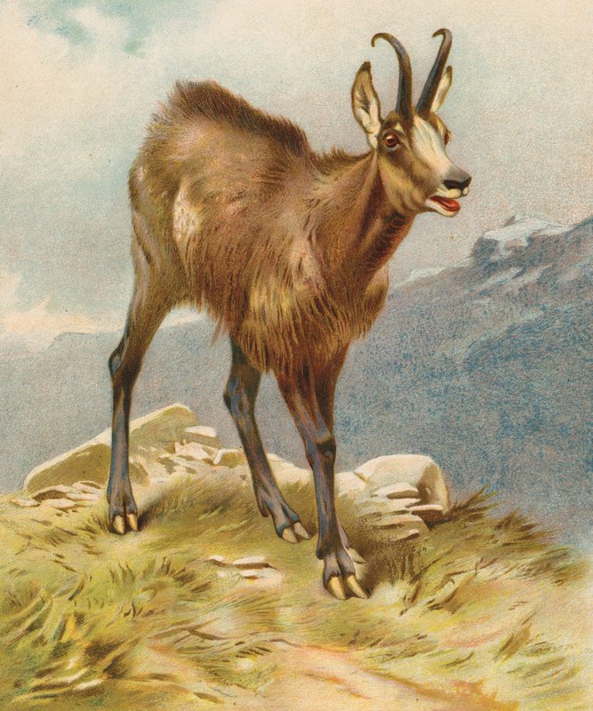 Chamois (väri litografia) tekijältä English School