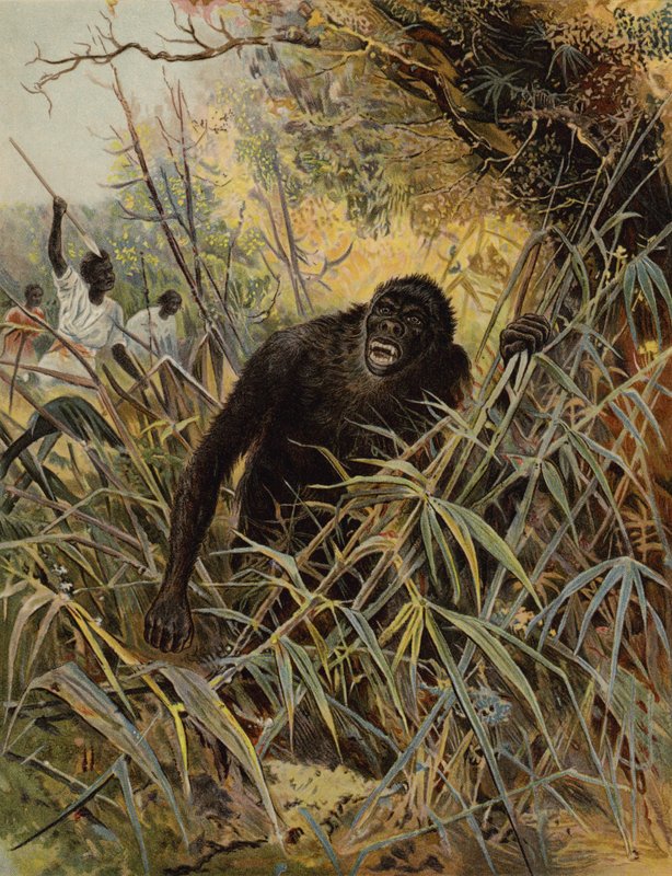 Gorillan takaa tekijältä English School