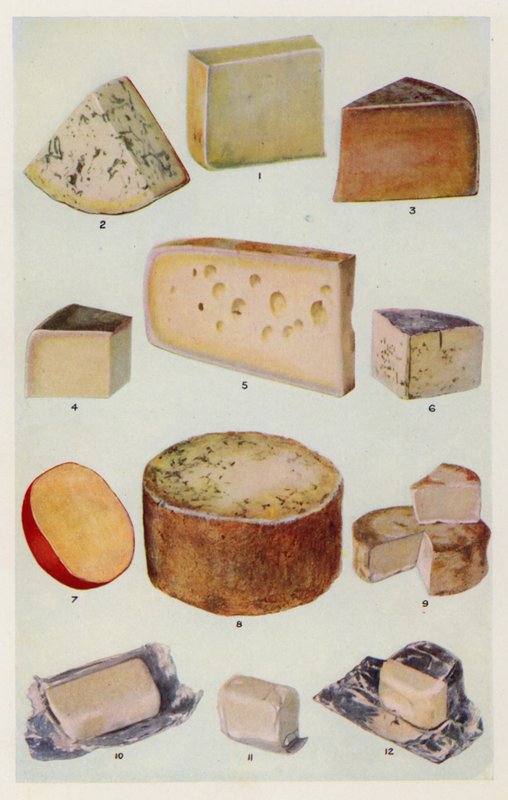 Cheddar; Gorgonzola; Double Gloster; Parmesan; Gruyere; Roquefort; hollantilainen; Stilton; Camembert; St Ives; kerma (värilitot). tekijältä English School