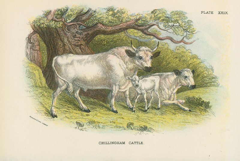 Chillingham Cattle tekijältä English School