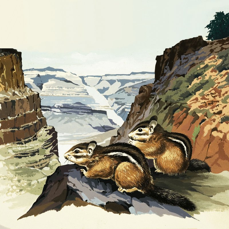 Maaoravat Grand Canyonin kansallispuistossa tekijältä English School