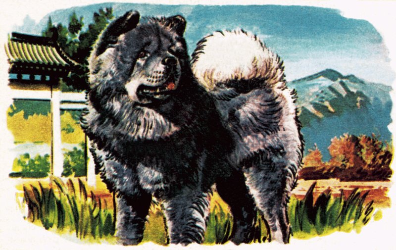 Chow-Chow tekijältä English School