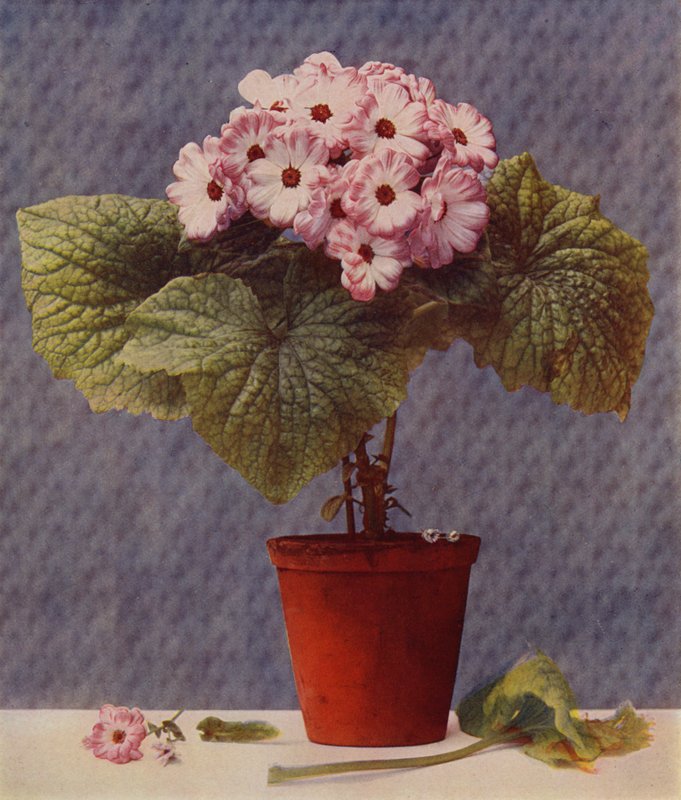 Cineraria (syväpaino) tekijältä English School