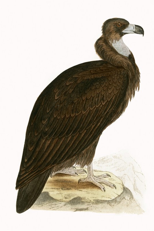 Cinereous Vulture, kuvitus Charles Robert Breen (1811-86) teoksesta "A History of the Birds of the Birds of the British Isles", julkaistu 1867 (värilitho) tekijältä English School