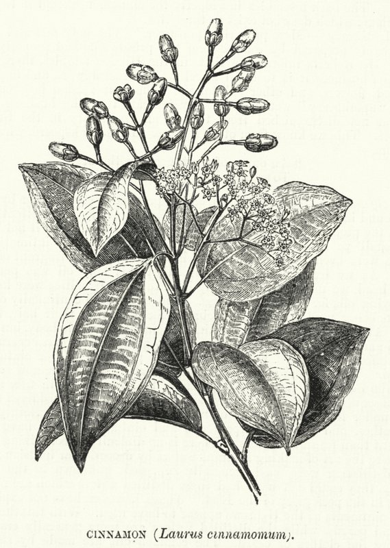 Kaneli, Laurus cinnamomum (kaiverrus) tekijältä English School