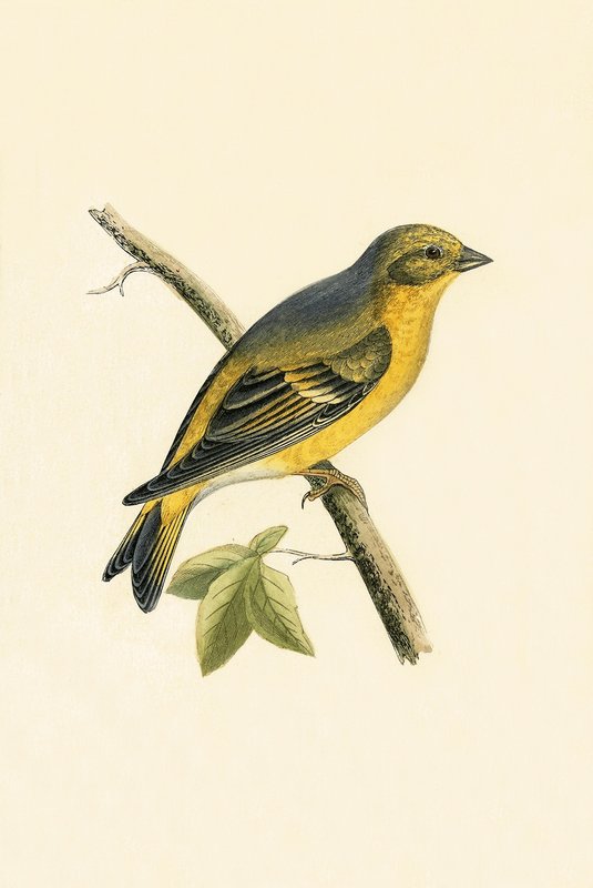 Citril Finch, kuvitus Charles Robert Breen (1811-86) teoksesta "A History of the Birds of the Birds of the British Islands", julkaistu 1867 tekijältä English School