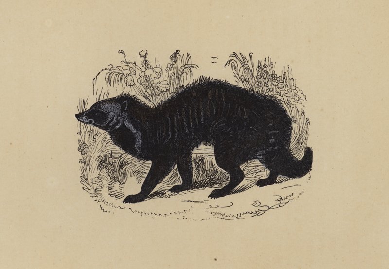 Civet (värilitro) tekijältä English School