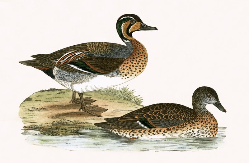 Kuikka, kuvitus Charles Robert Breen (1811-86) teoksesta "A History of the Birds of Europe Not Observed in the British Isles", julkaistu 1867. tekijältä English School