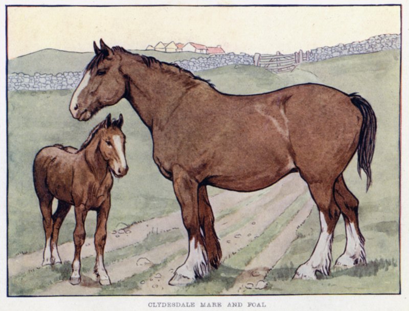 Clydesdale tamma ja varsa tekijältä English School