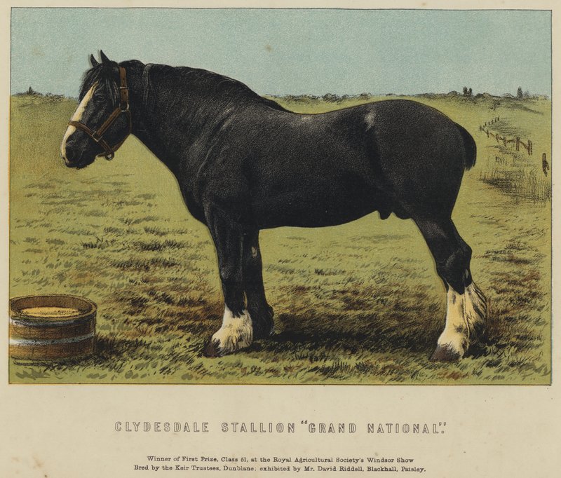 Clydesdale Stallion "Grand National" (väri litho) tekijältä English School