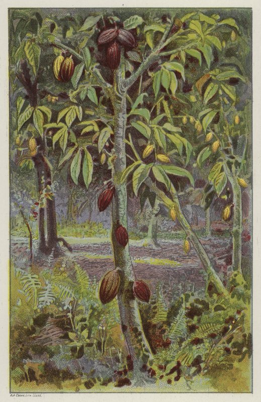 Kaakaoviljelmä, Trinidad (chromolitho) tekijältä English School
