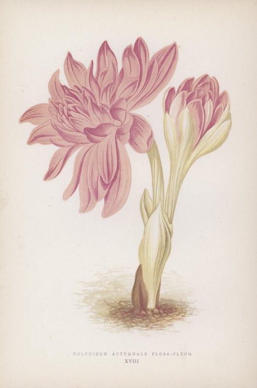 Colchicum Autumnale Flore-pleno (väri litografia) tekijältä English School