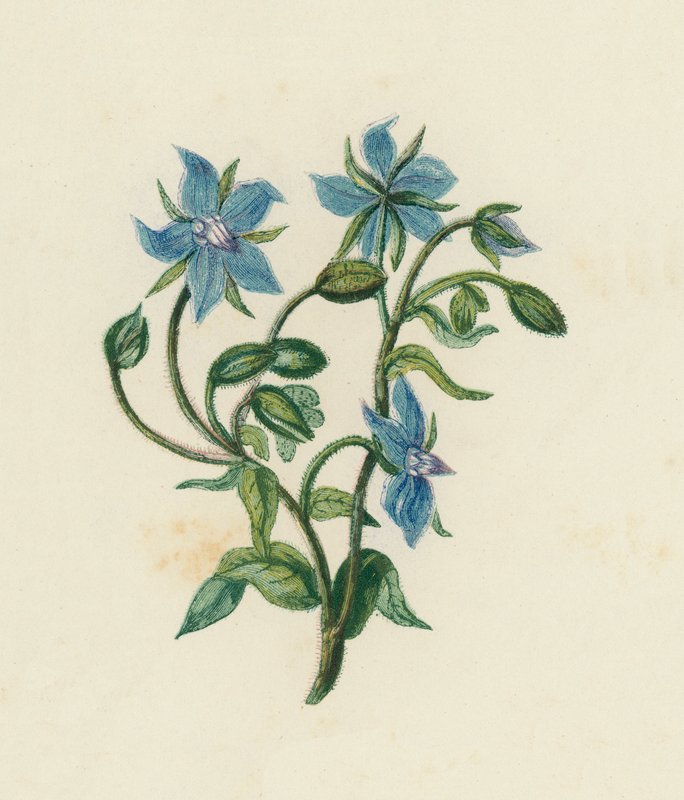Purasruoho, Borago Officinalis (väri litho) tekijältä English School