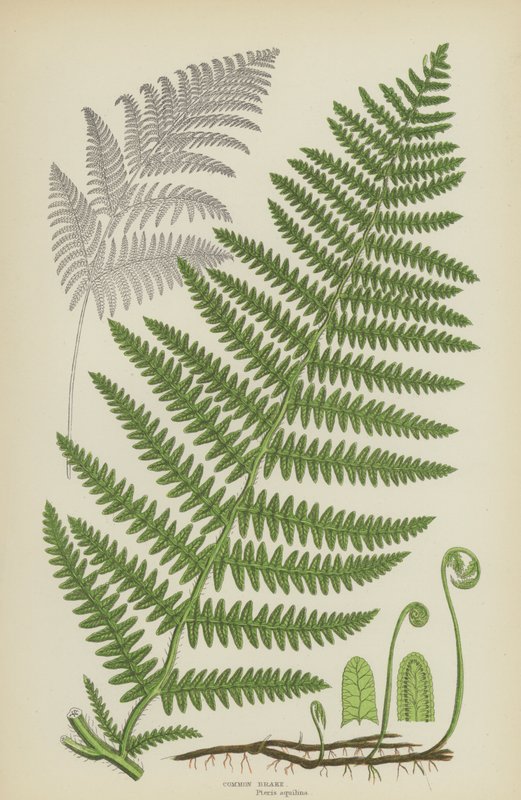 Yhteinen jarru (väri litho) tekijältä English School