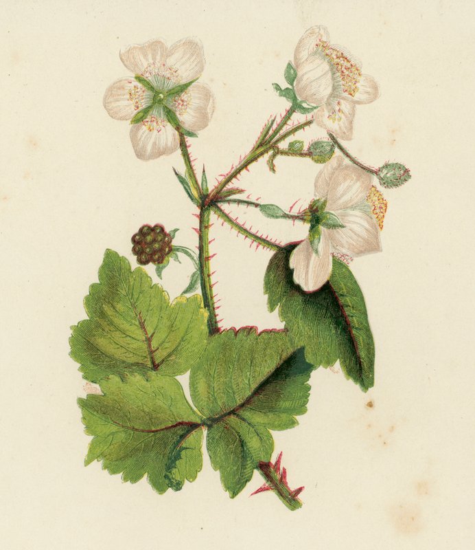 Karhunvatukka, Rubus fruticosus (värilitho) tekijältä English School