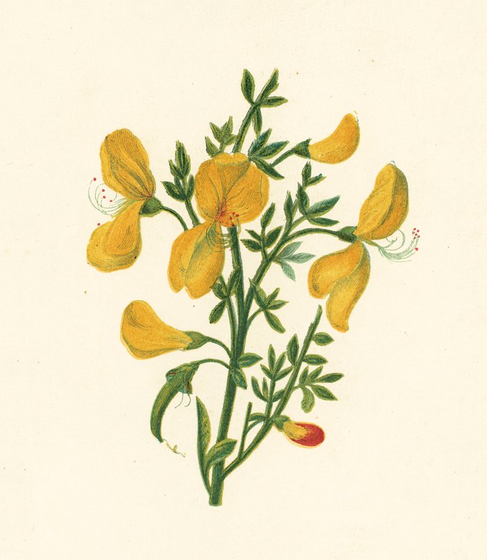 Common Broom, Cytisus Scoparius (väri litho) tekijältä English School