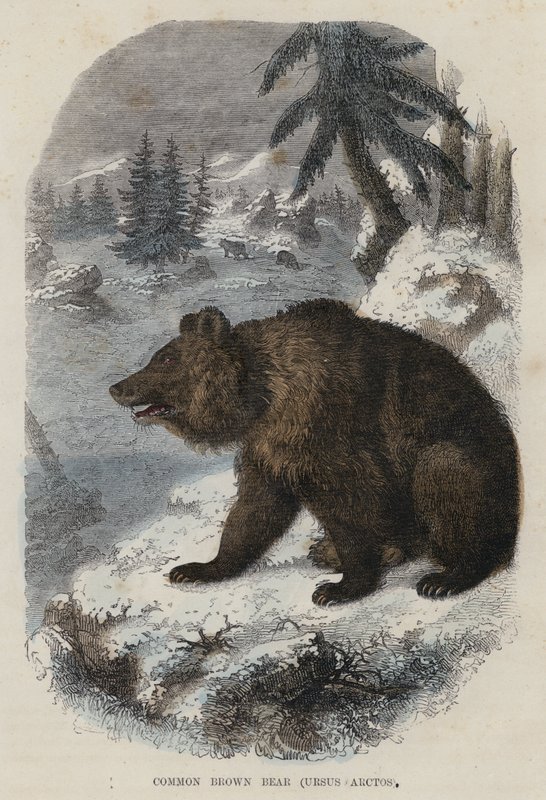 Harvinainen karhu, Ursus Arctos (värikaiverrus) tekijältä English School