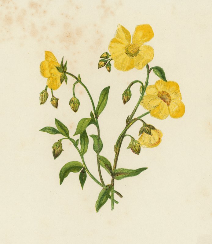 tavallinen Cistus; tai, Rock Rose, Helianthemum Vulgare (väri litho) tekijältä English School