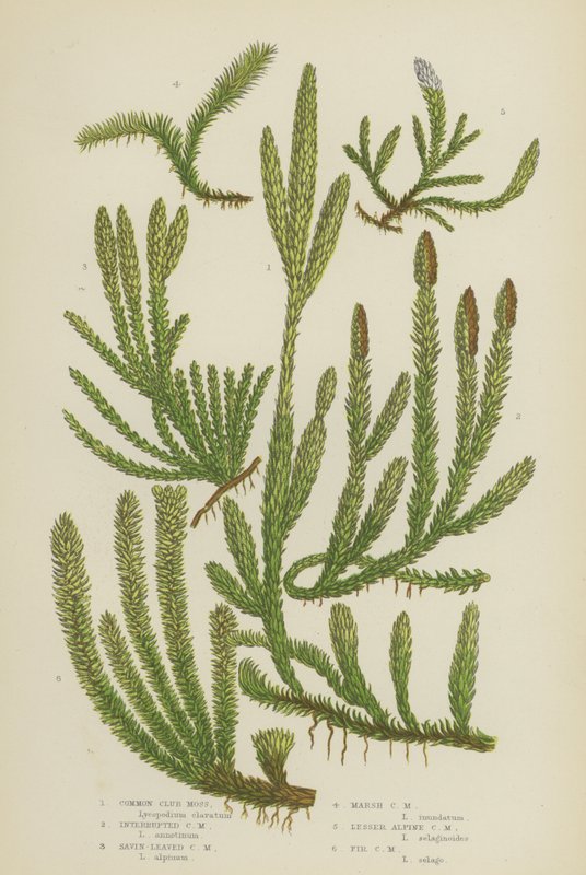 Common Club Moss, Interrupted Club Moss, Savin-Leaved Club Moss, Marsh Club Moss, Lesser Alpine (väri litho) tekijältä English School