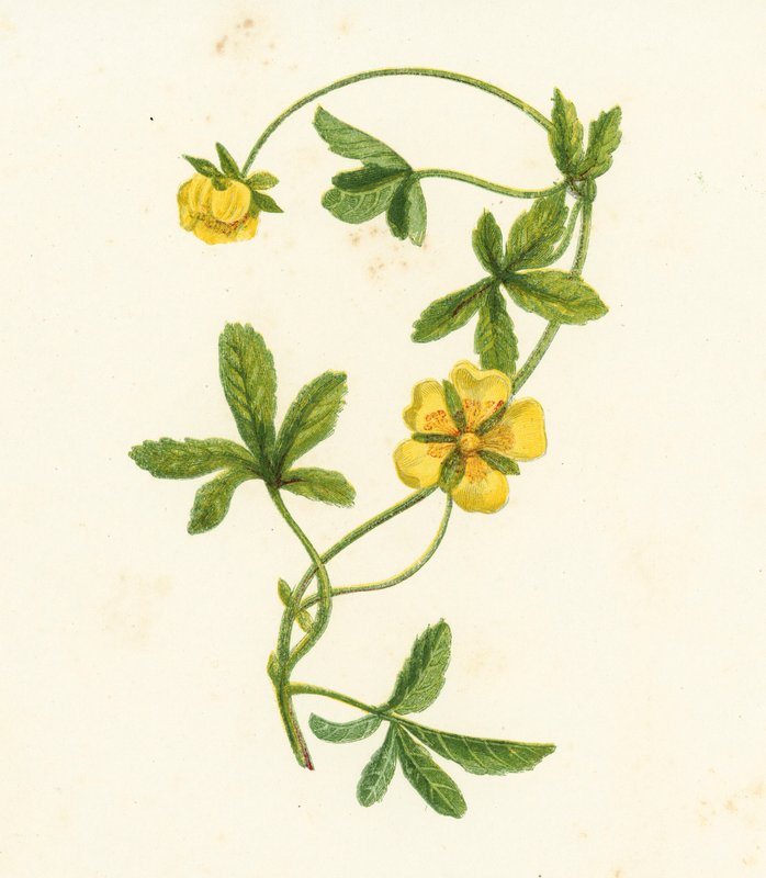 Ryömivä sormustinkukka, Potentilla Reptans (väriliitossa) tekijältä English School