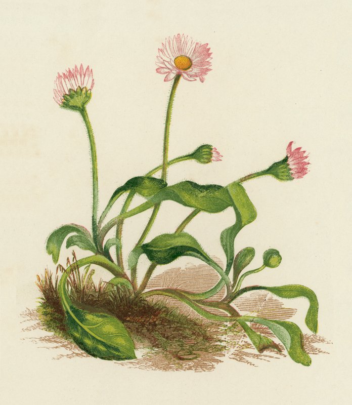 Päivänkakkara, Bellis Perennis (värilitro) tekijältä English School