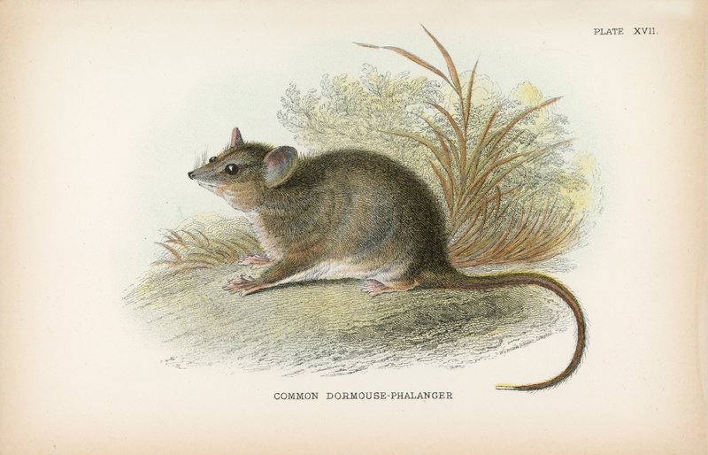 Tavallinen Dormouse-Phalanger tekijältä English School